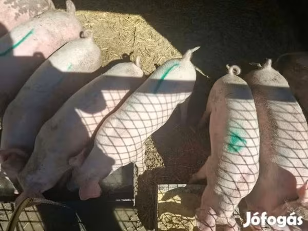 Süldőanya, Sertések — Magyarország