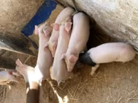 猪（批次，未指定性别）, Pigs — 照片 2