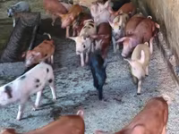 母猪, Pigs — 照片 2