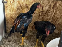 Chickens — zdjęcie 4