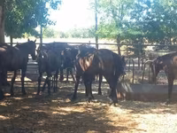 Horse (M), Horses — photo 2