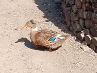 क्रेस्टेड — फ़ोटो 3