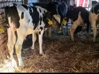 公牛, Russian Black pied cattle — 照片 3
