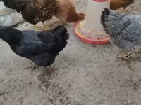 Chickens — 照片 4