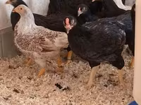 Chickens — 5. fotó