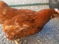 Chickens — photo 2