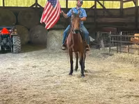 Kůň, Standardbred — foto 4