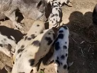 Eber, Schweine — Foto 8