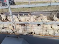 Turkeys — 3. fotó