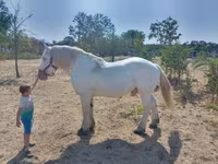 公马, Percheron — 照片 6