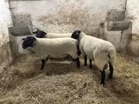 Kos, White Suffolk sheep — 2. fotó