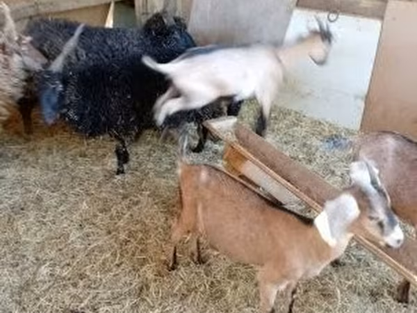 母山羊, Goats