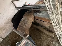 Juh, Blackheaded Persian sheep — 5. fotó