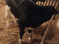 Cow, Cattle — photo 2