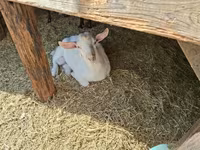 公山羊, Goats — 照片 4