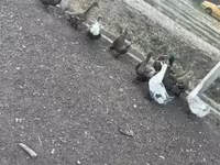 Ducks — photo 1