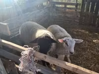 公羊, White Suffolk sheep — 照片 3