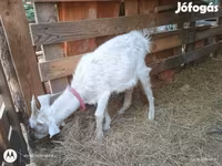 Cabro, Cabras — foto 2