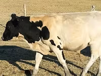 ثور, Russian Black pied cattle — الصورة 1