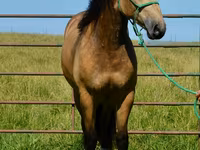 घोड़ा, Gypsy horse — फ़ोटो 8
