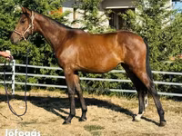 Yegua, Hungarian horse breed — foto 1