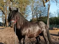 Cheval, Gypsy horse — photo 3