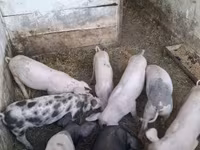 मादा सूअर, सूअर — फ़ोटो 3