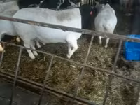 公羊, Dorper sheep — 照片 1
