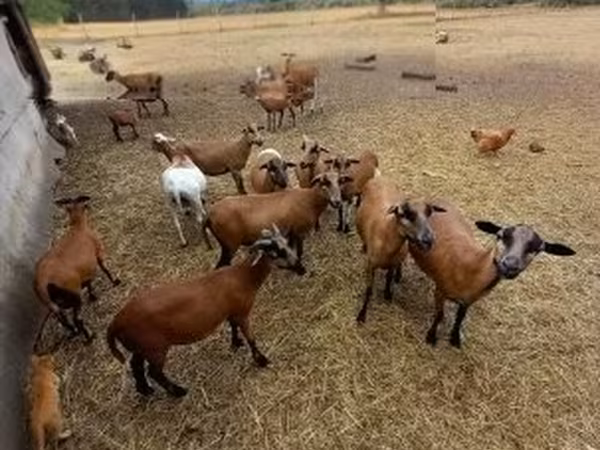 Beran, Cameroon sheep — Maďarsko
