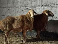 Kos, Edilbay sheep — 2. fotó