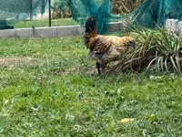 Qa Noi — foto 2
