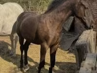 公马, Horses — 照片 1