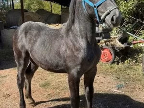 Kanca, Percheron — Magyarország