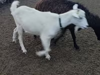 Ziege, Alpine goat — Foto 2