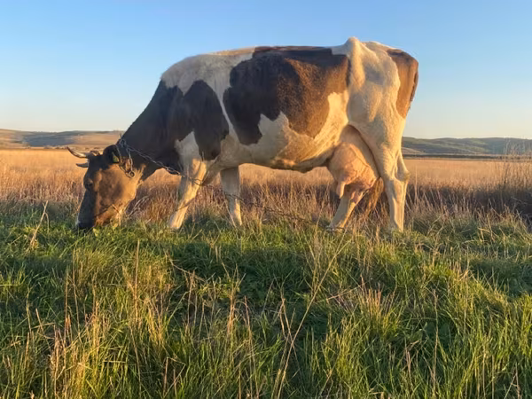 Kuh, Simmental cattle