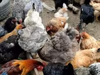 Chickens — फ़ोटो 2