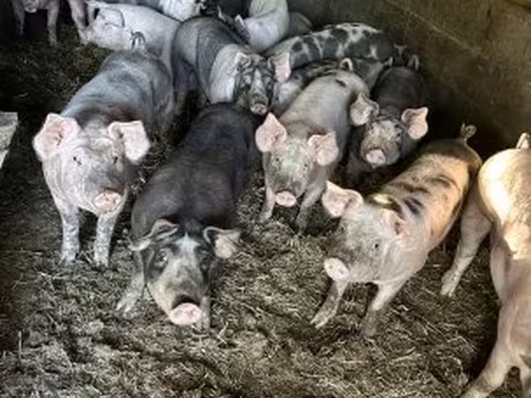 公猪, Pigs — 匈牙利