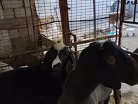 Kos, Blackheaded Persian sheep — 3. fotó