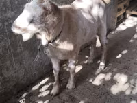 Cabras (lote, sexo no especificado), Cabras — foto 5
