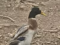 Geese — الصورة 2