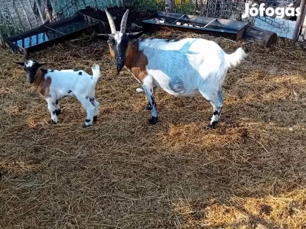 Bak, Nubian Goat