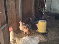Chickens — 照片 1