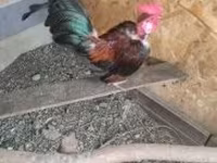 Chickens — Foto 4