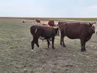 Kuh, Simmental cattle — Foto 2