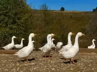 लिंडा — फ़ोटो 2