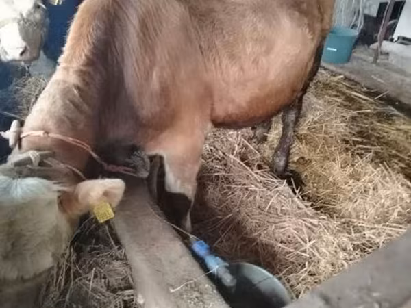 Toro, Simmental cattle