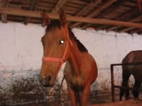 Caballo, Manipuri pony — foto 6