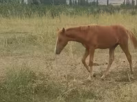 Hing, Azerbaijan horse — 4. fotó