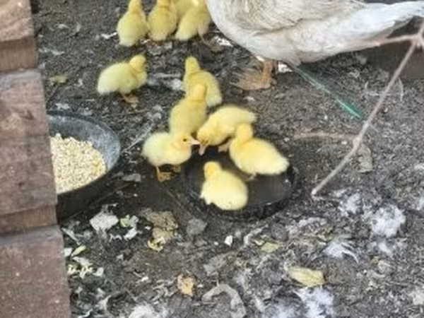 Ducks — Magyarország