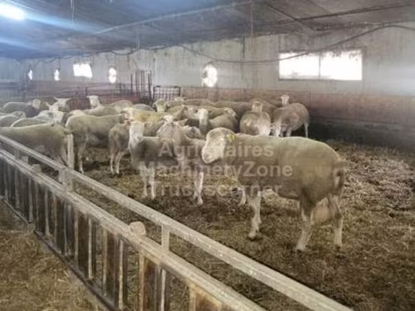 Juh, Ile-de-France sheep
